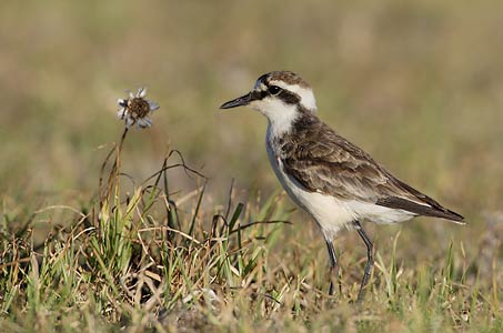 Image of St Helena Plover
