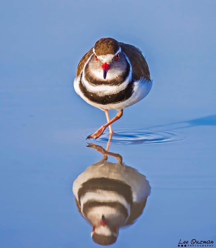 Image of Three-banded Plover