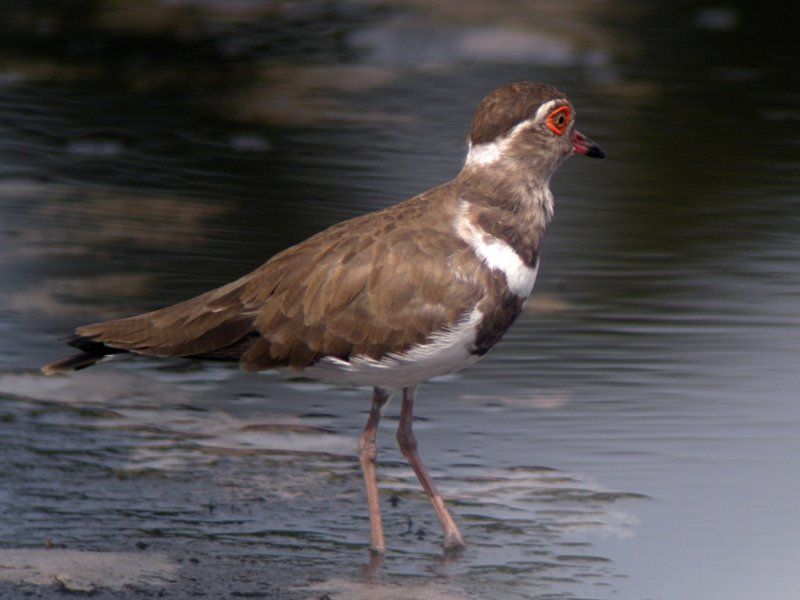 Image of Forbes's Plover