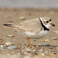 Image of Piping Plover (Breeding plumage)