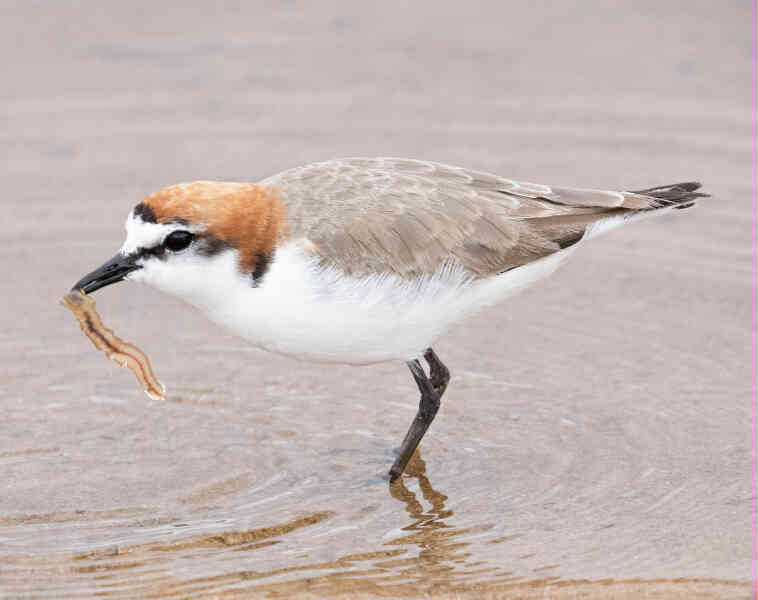 Image of Red-capped Plover