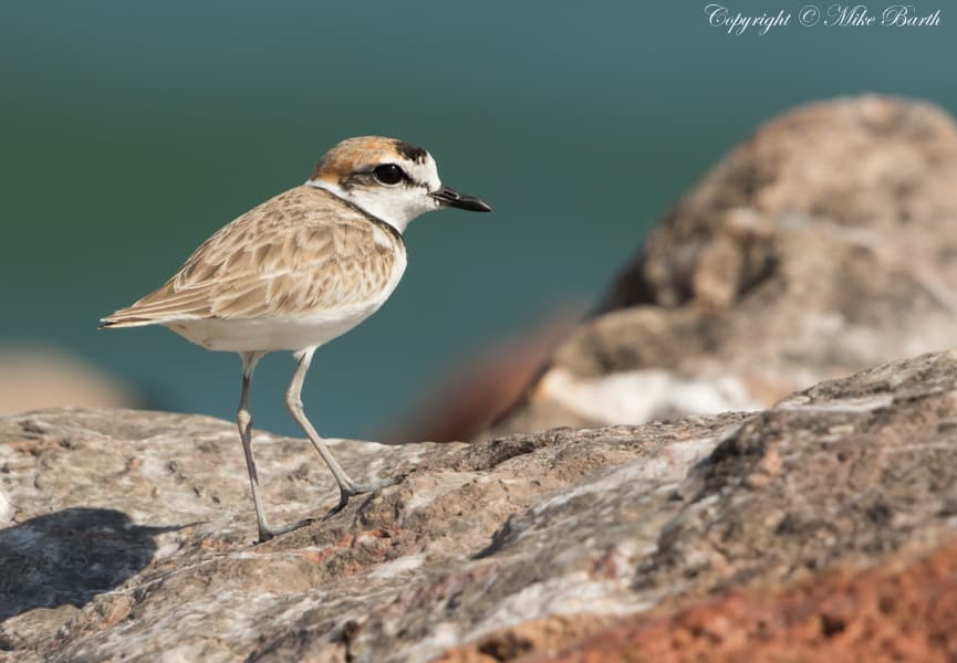 Image of Malaysian Plover