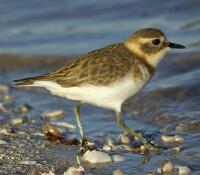 Image of Double-banded Plover (Non-breeding plumage)