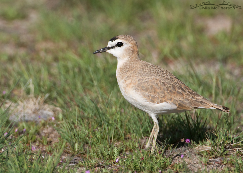 Image of Mountain Plover
