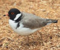 Image of Hooded Plover