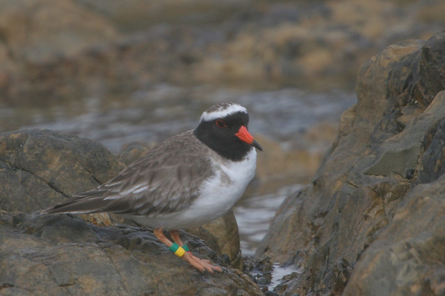 Image of Shore Plover