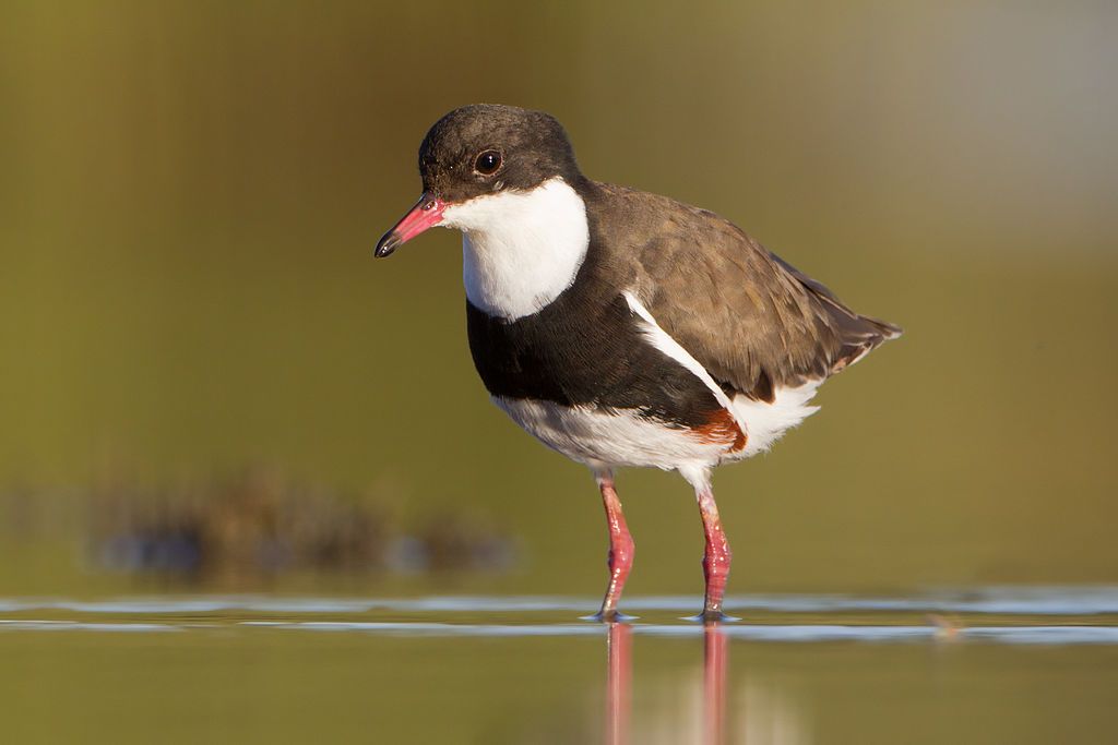 Image of Red-kneed Dotterel