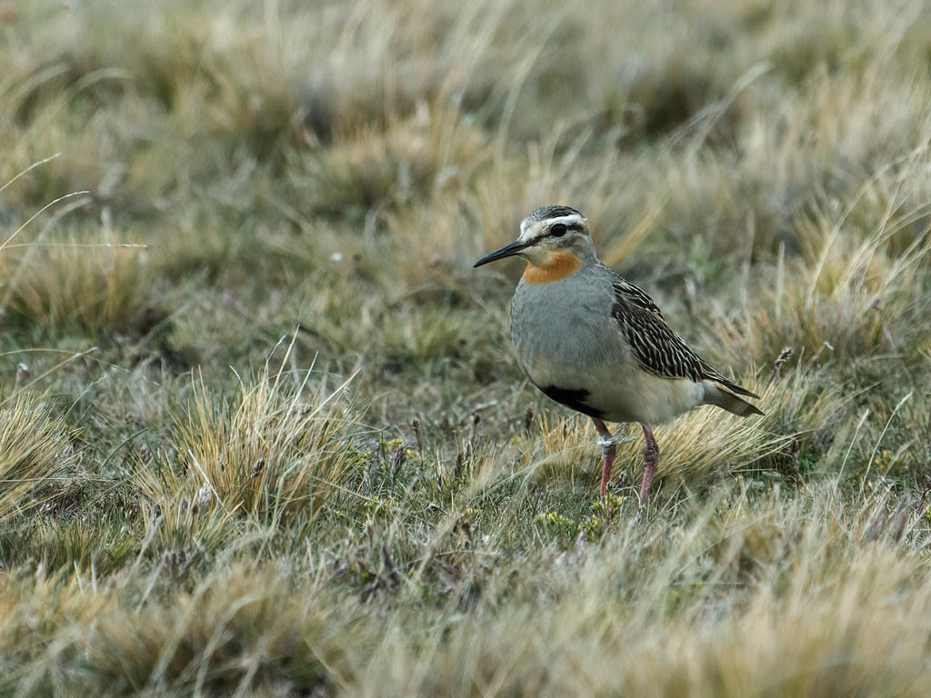 Image of Tawny-throated Dotterel