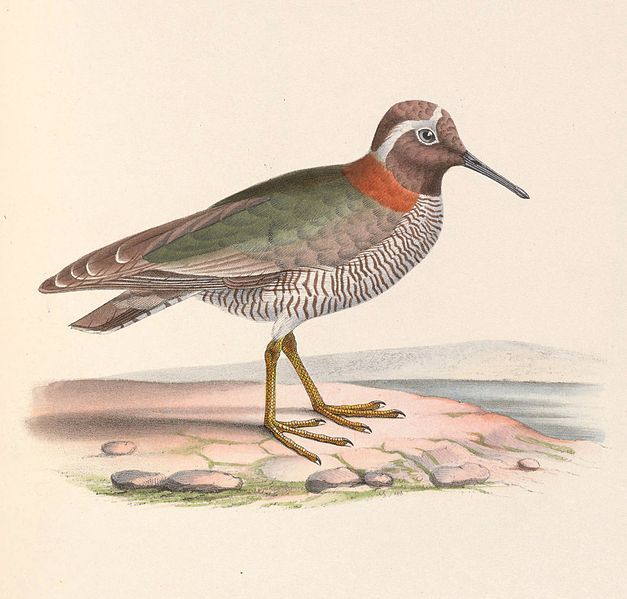 Image of Diademed Plover
