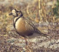Image of Inland Dotterel