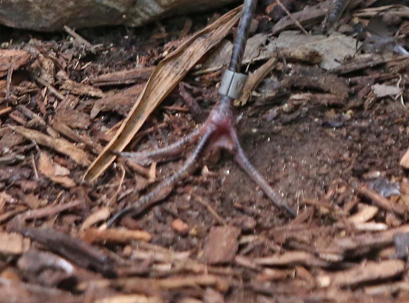 Image of Long-toed Lapwing