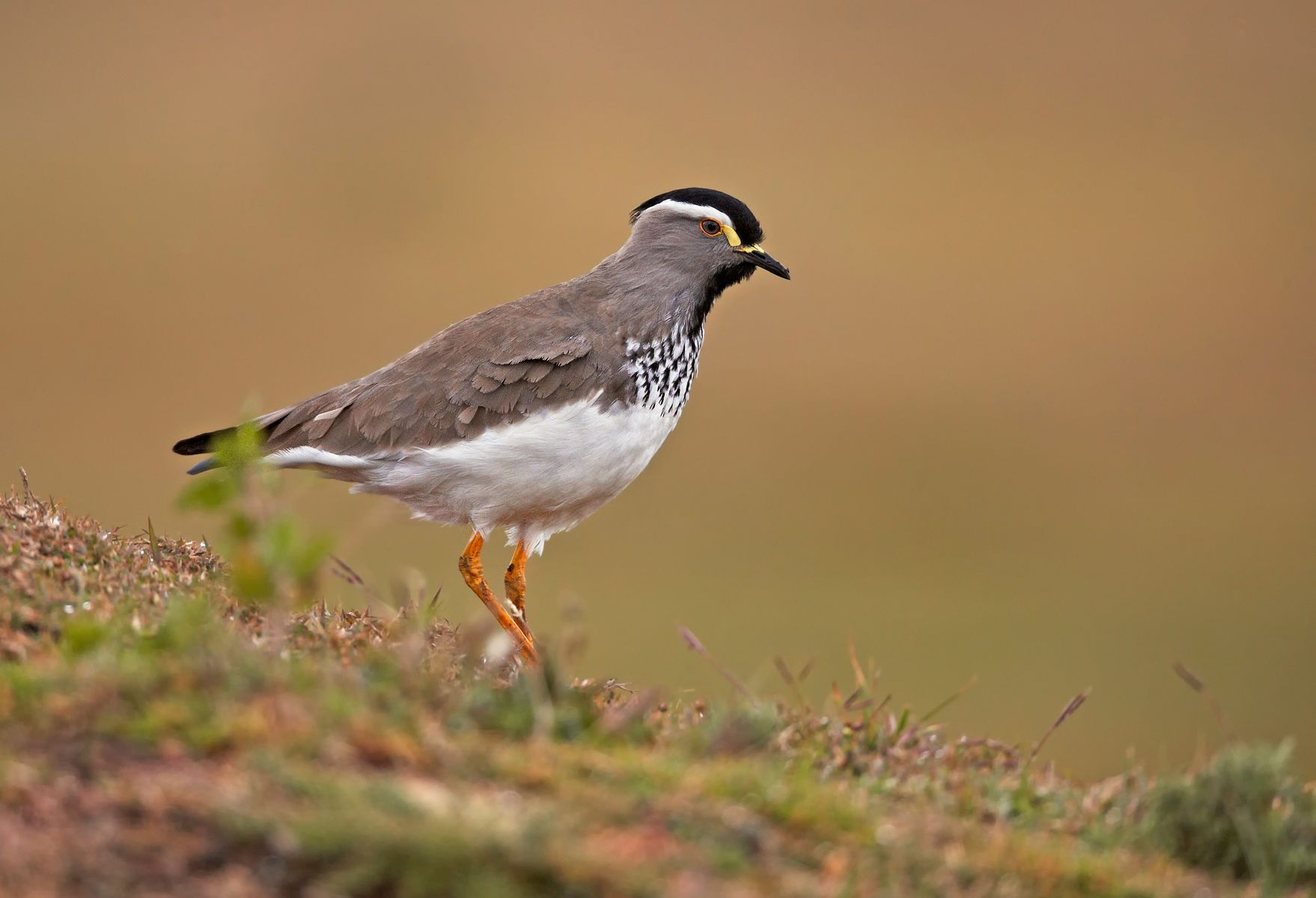 Image of Spot-breasted Lapwing