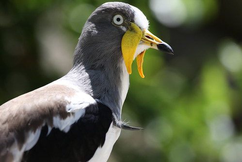 Image of White-headed Lapwing