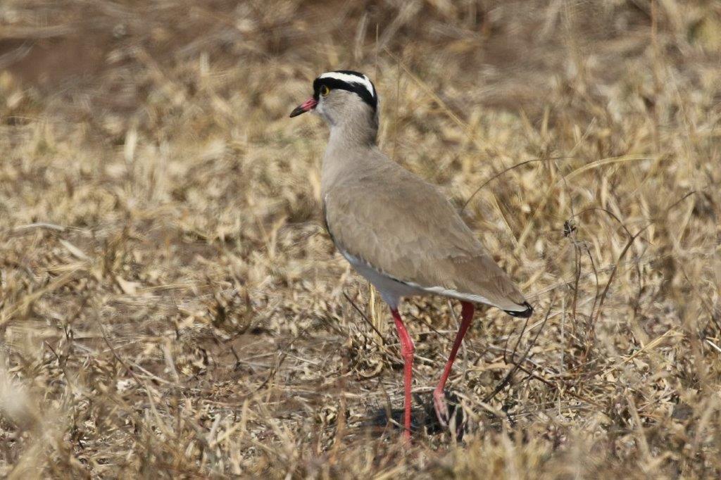 Image of Crowned Lapwing