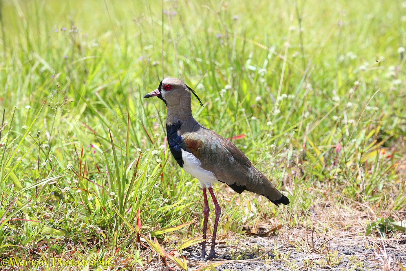 Image of Southern Lapwing