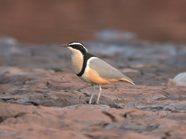 Image of Egyptian Plover