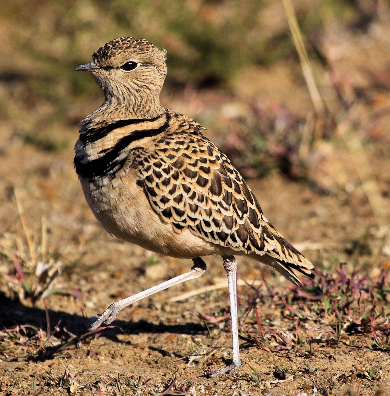 Image of Double-banded Courser
