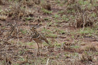Image of Three-banded Courser