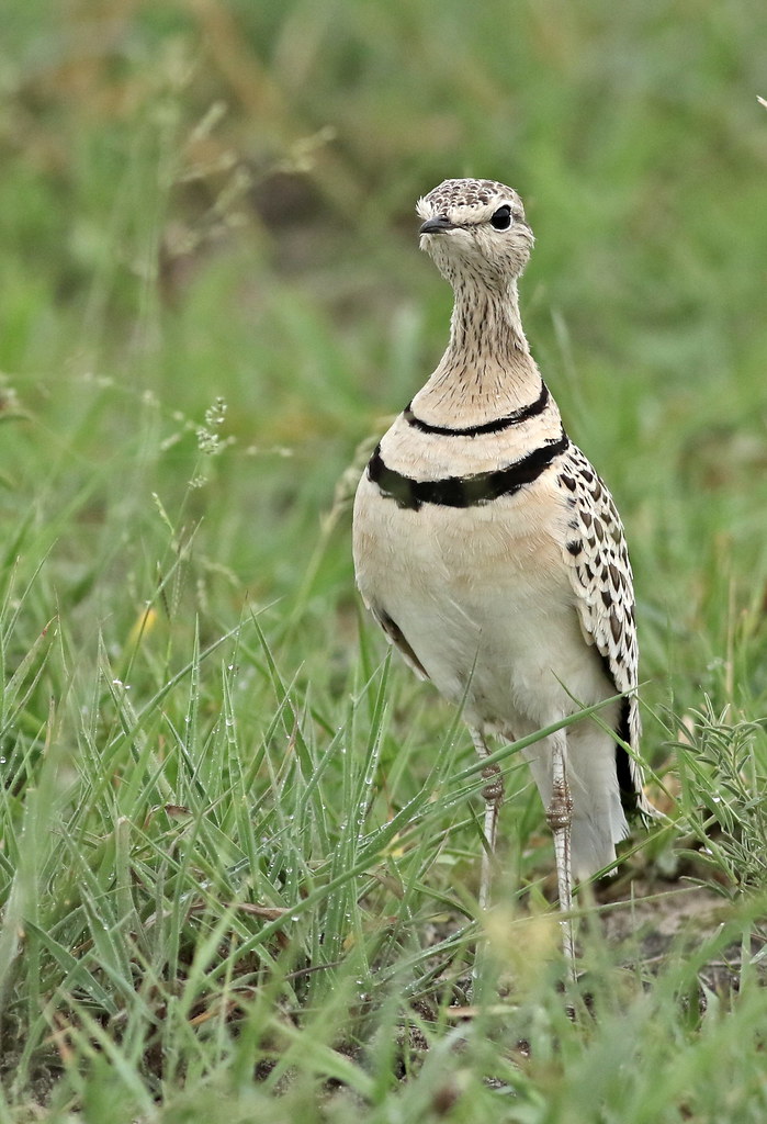 Image of Jerdon's Courser
