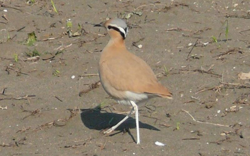 Image of Cream-colored Courser