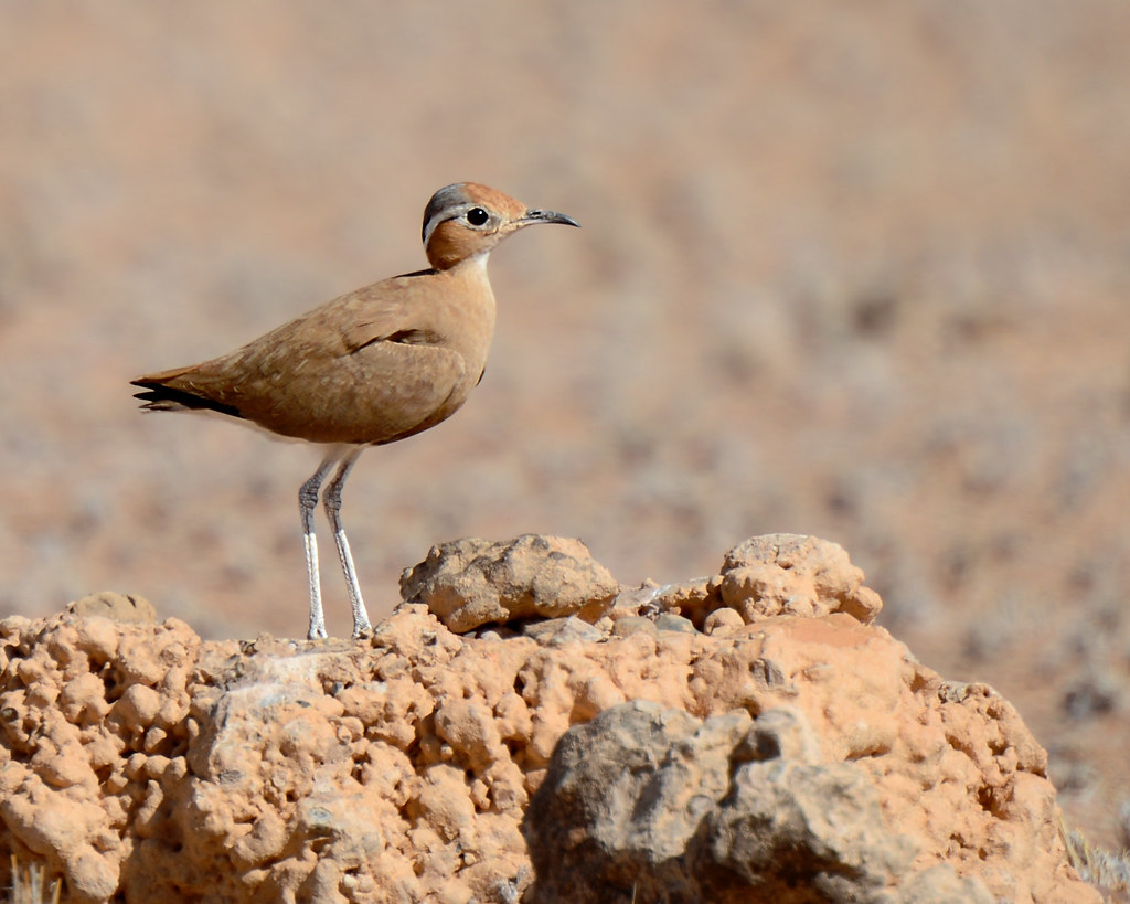 Image of Burchell's Courser