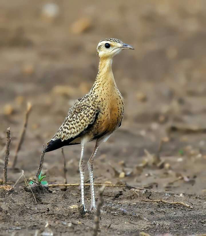 Image of Indian Courser