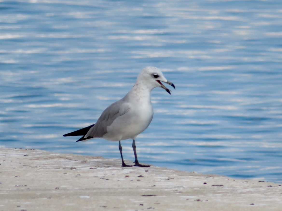 Image of Mew / Short-billed Gull