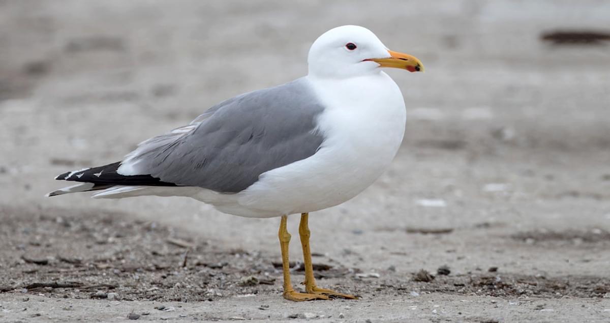 Image of California Gull