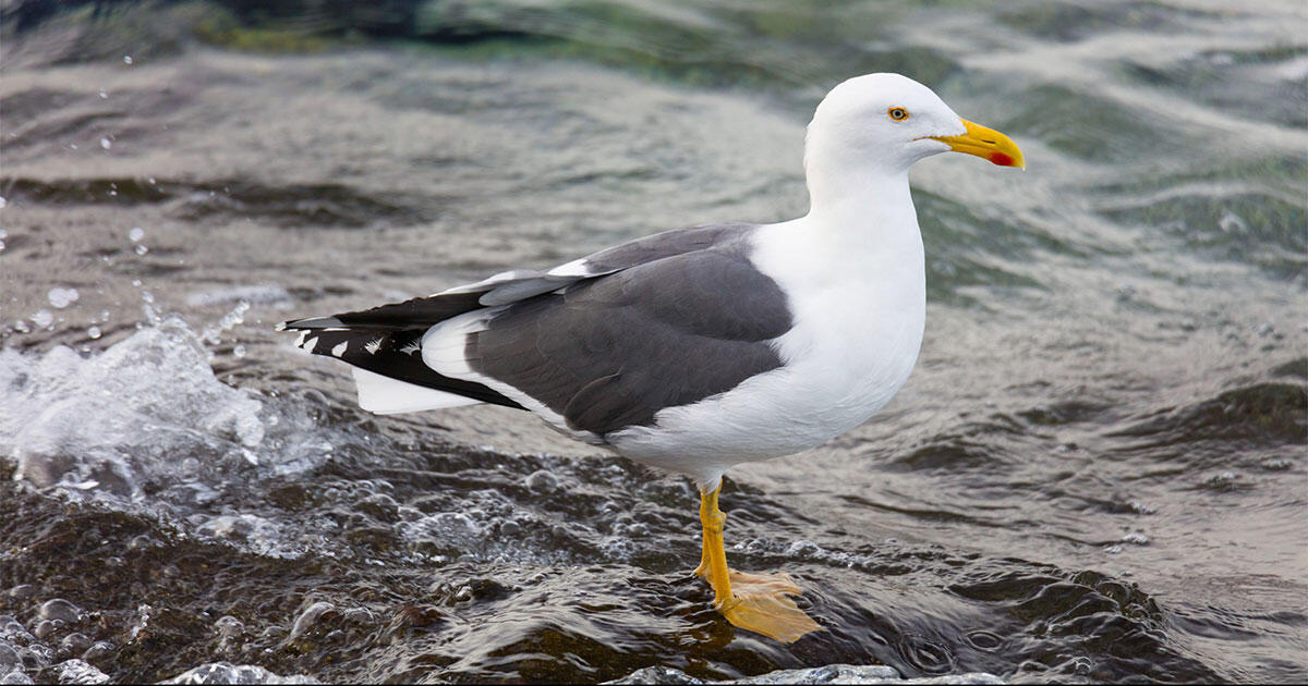 Image of Yellow-footed Gull