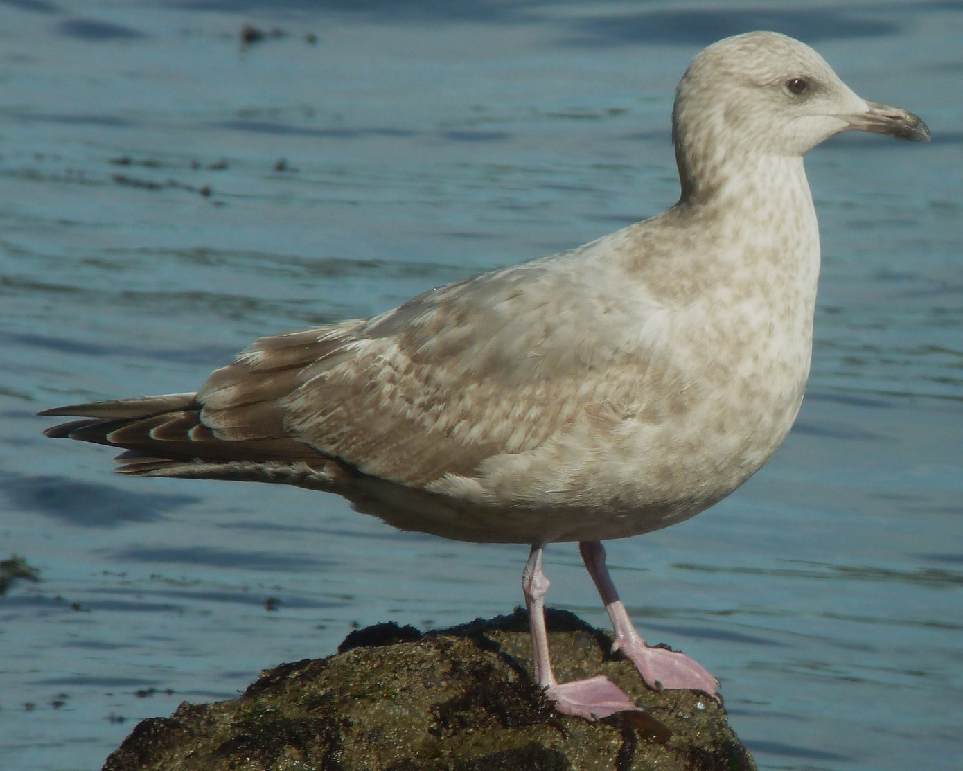 Image of Thayer's Gull