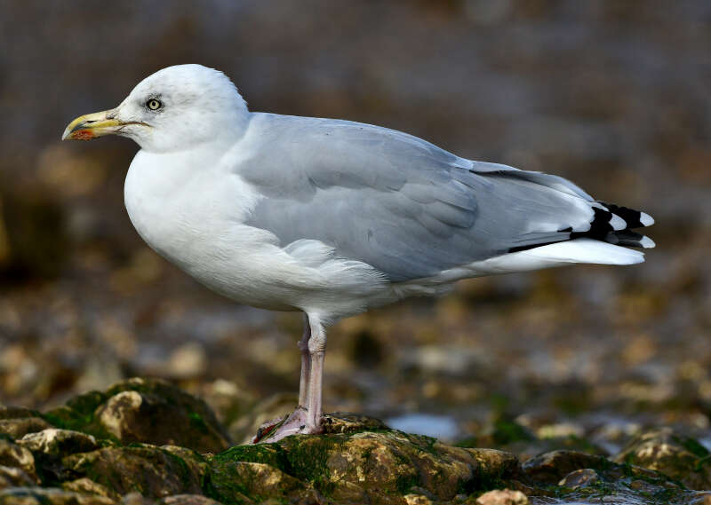 Image of Herring Gull