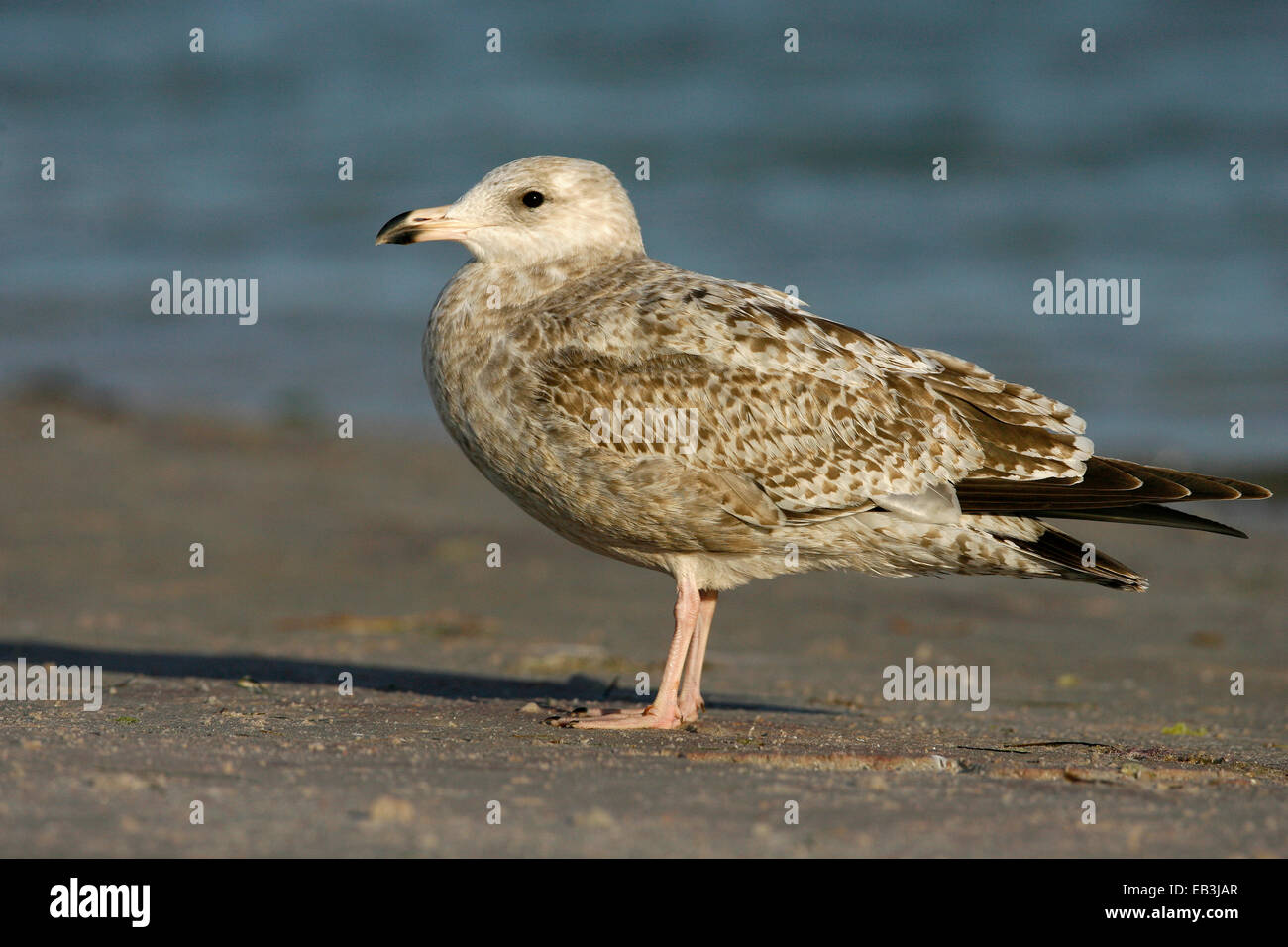 Image of Arctic Herring Gull