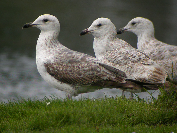 Image of Heuglin's Gull