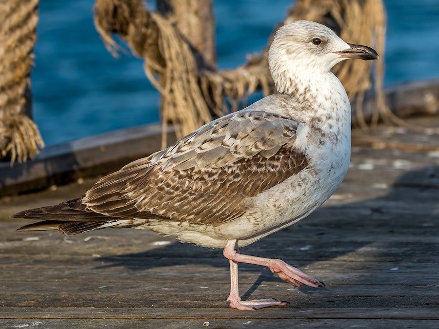 Image of Armenian Gull