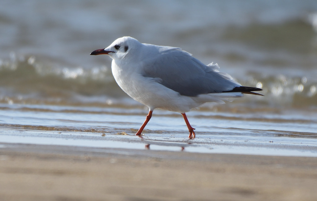 Image of Brown-headed Gull