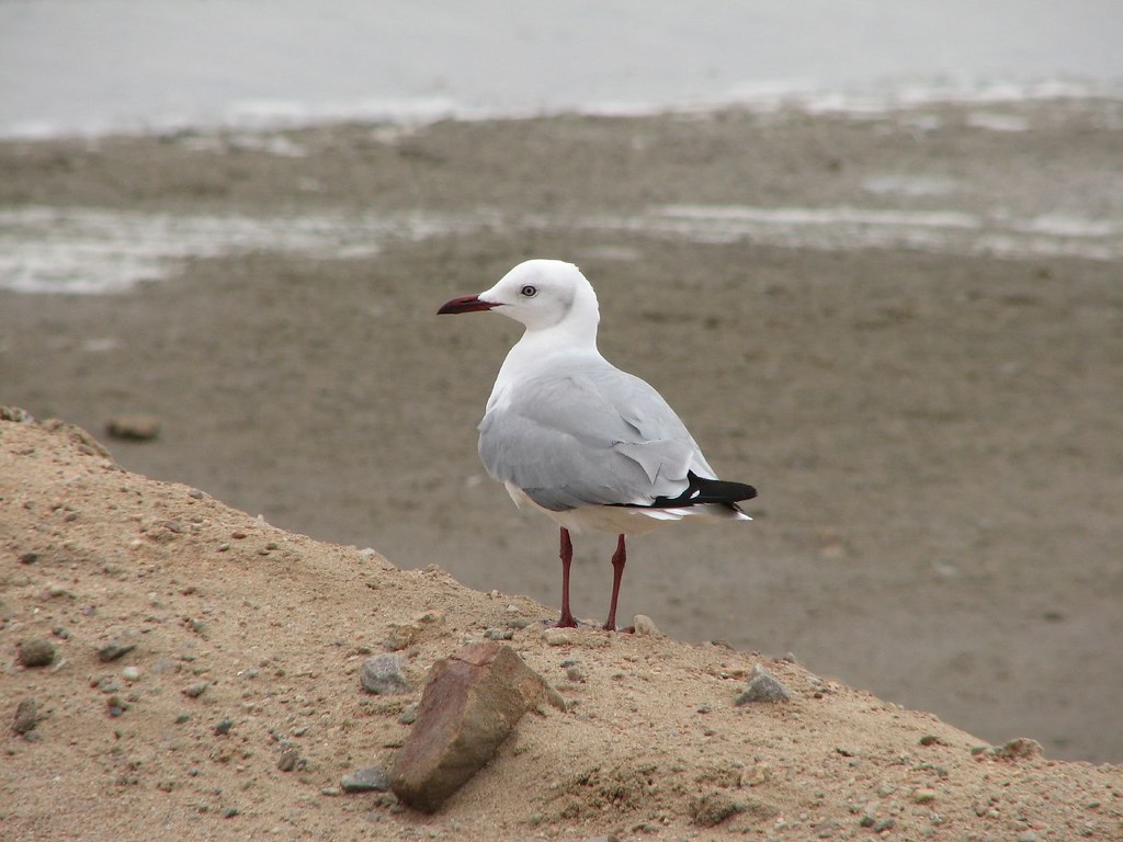 Image of Hartlaub's Gull