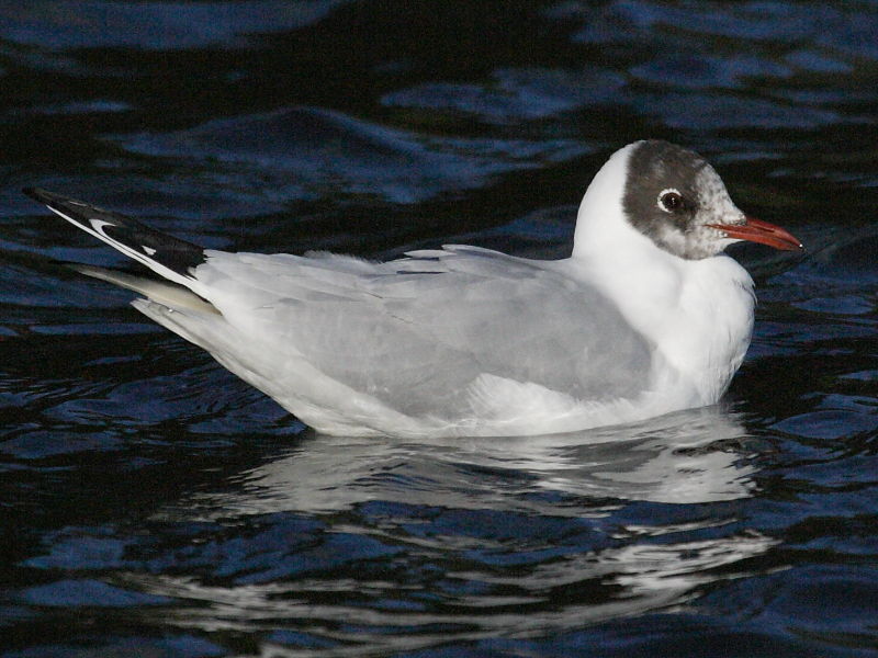 Image of Black-headed Gull
