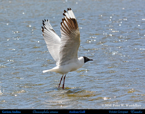 Image of Andean Gull