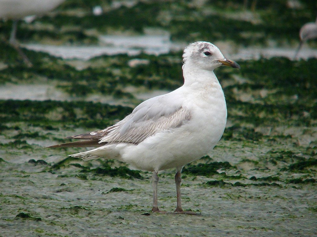 Image of Relict Gull