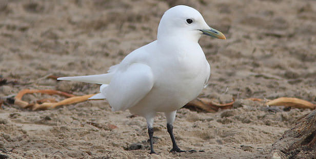 Image of Ivory Gull