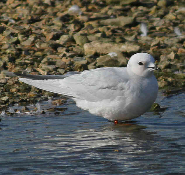 Image of Ross's Gull