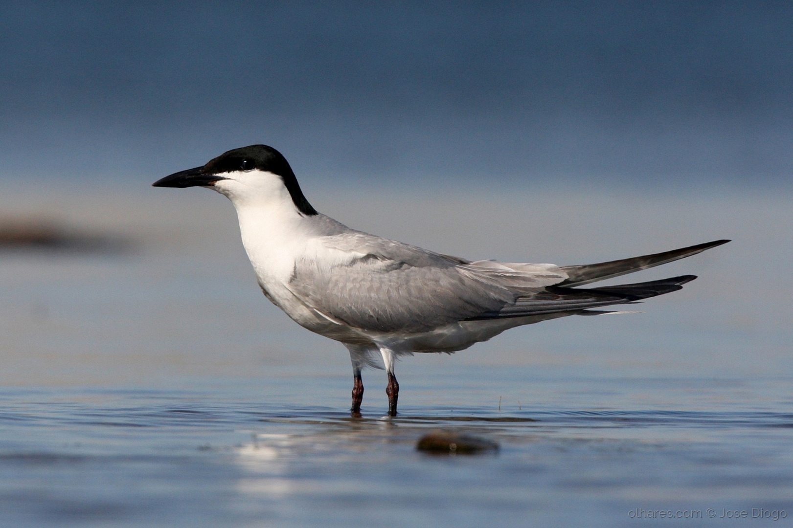 Image of Gull-billed Tern
