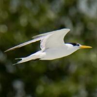 Image of Lesser Crested Tern