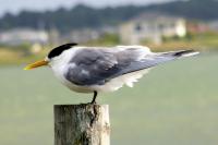 Image of Crested Tern (Non-breeding plumage)