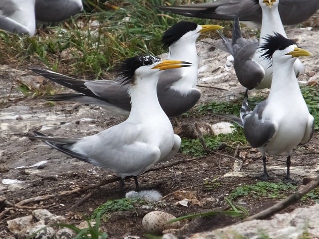 Image of Chinese Crested Tern