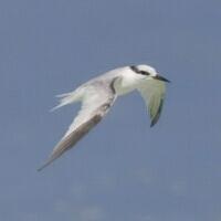 Image of Saunders's Tern