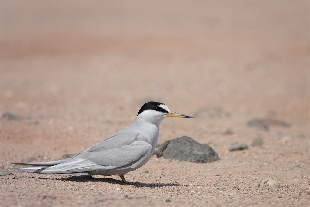 Image of Peruvian Tern