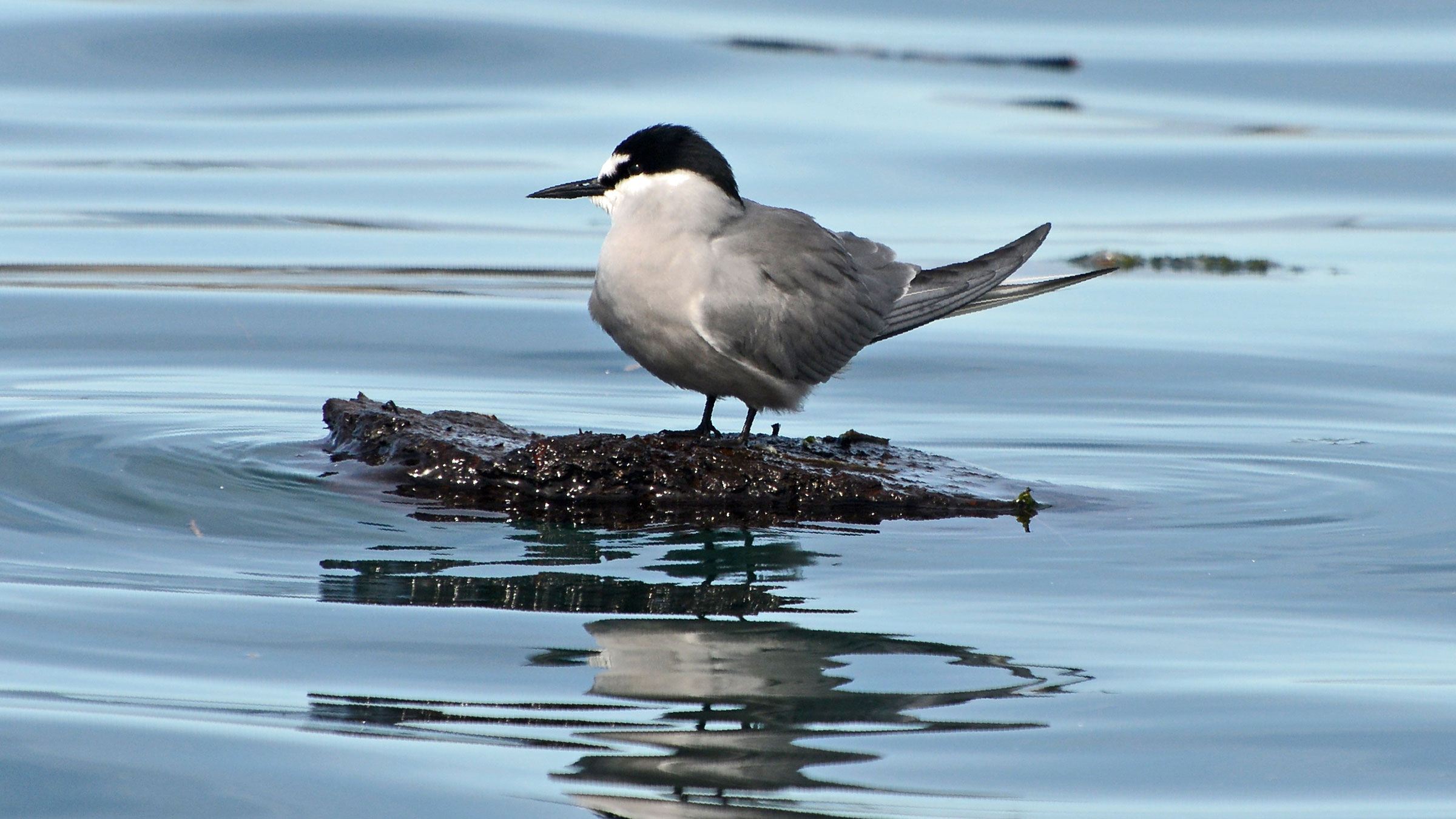 Image of Aleutian Tern
