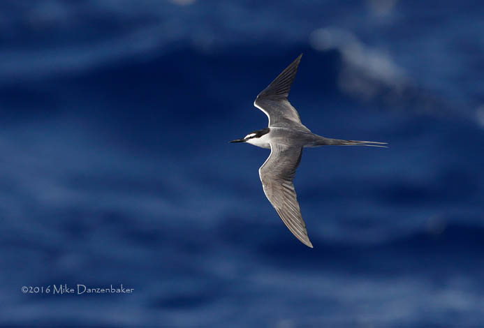 Image of Grey-backed Tern