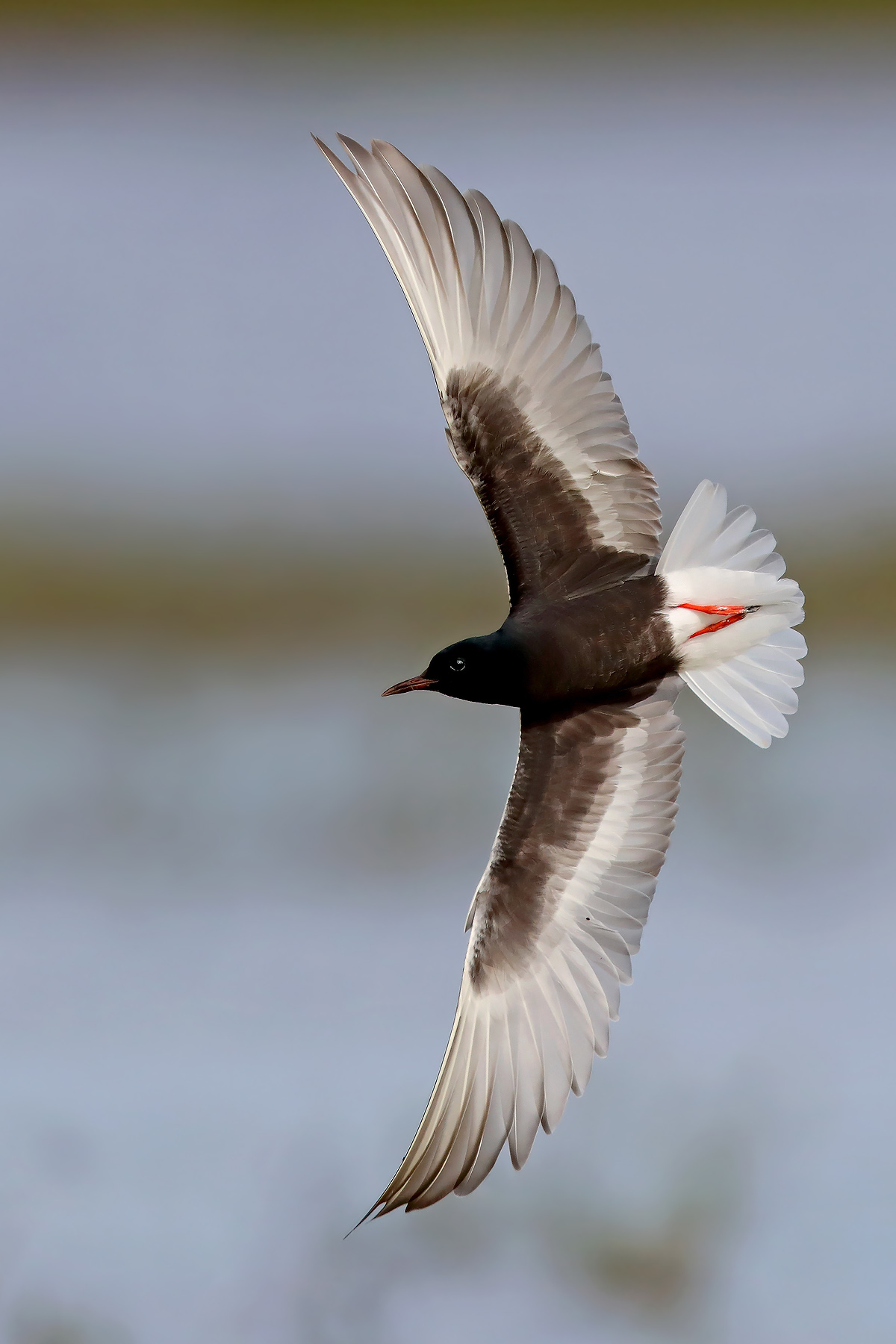 Image of White-winged Tern